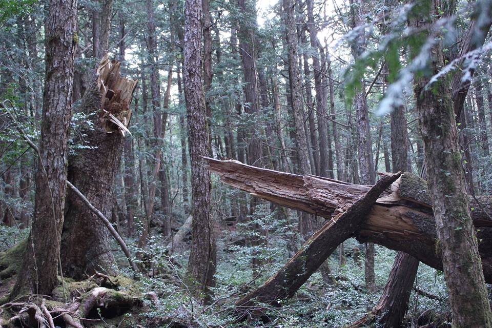 8月27日(月)夏の村田らむ祭 〜『樹海考』買ってくれSP〜