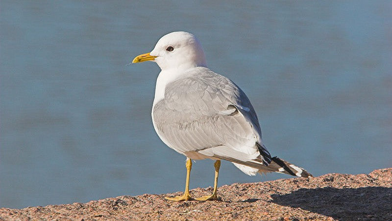 2月26日(木)「男たちの脱原発 2・26決起集会」